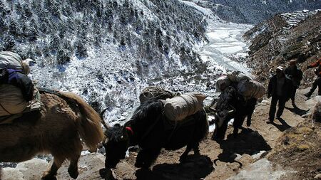 チベット民族が共生するすべての動物はそれぞれの重要な役割を果たしている（パブリックドメイン）