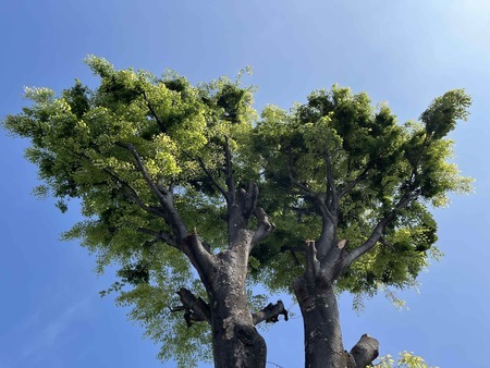 保存樹木だったが、指定解除され伐採されてしまったケヤキの木（写真：飯田りえさん提供）